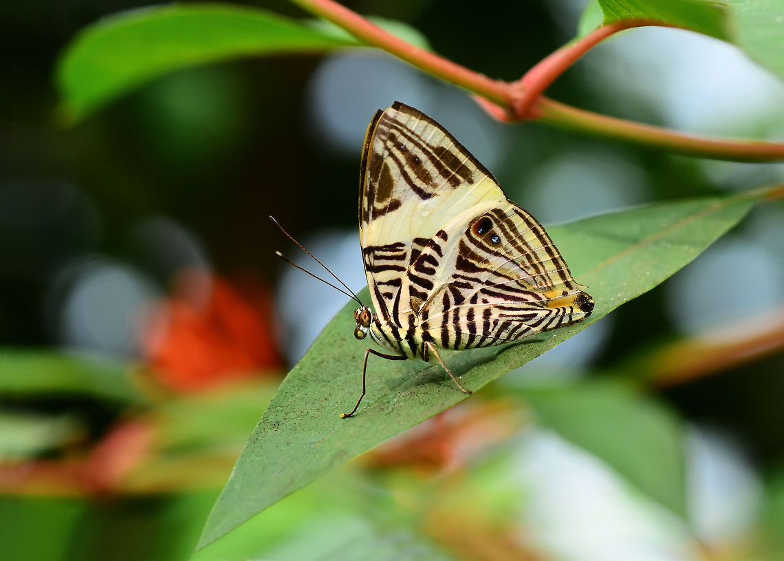 Colobura dirce  Colobura dirce,Dirce Beauty