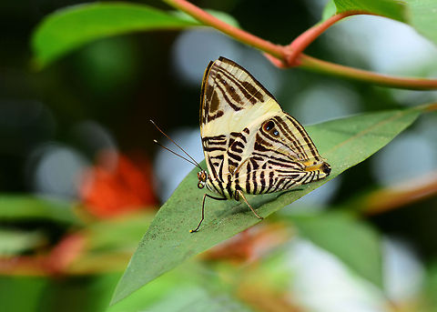 Colobura dirce  Colobura dirce,Dirce Beauty