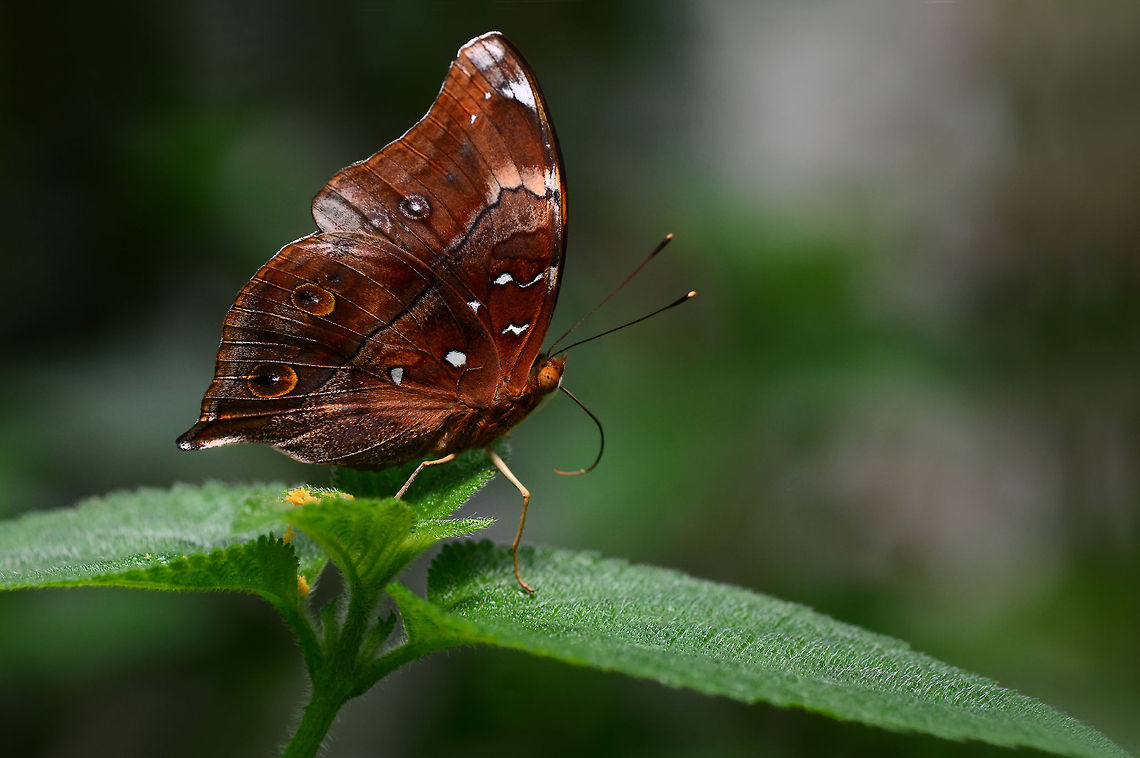 Doleschallia_bisaltide  Autumn Leaf,Doleschallia bisaltide