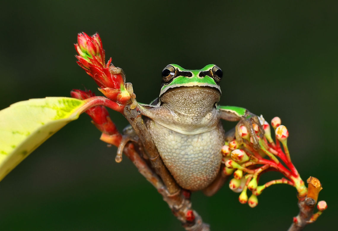 Treefrog  European tree frog,Hyla arborea