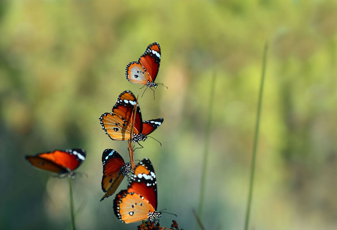 Danaus chrysippus  African Monarch,Danaus chrysippus