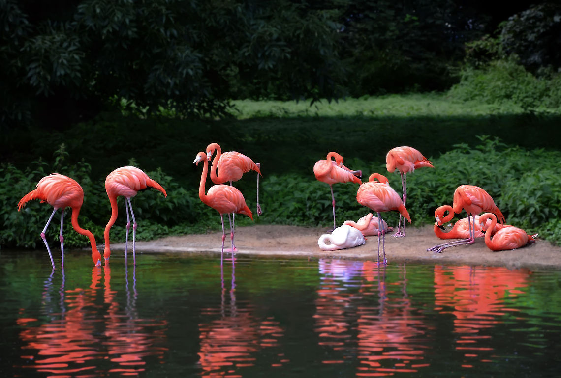 FLAMİNGO  Greater Flamingo,Phoenicopterus roseus