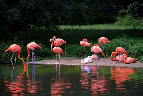 FLAMİNGO  Greater Flamingo,Phoenicopterus roseus