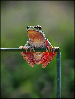 Hyla arborea turning  Amphibians,European tree frog,Hyla arborea,frog