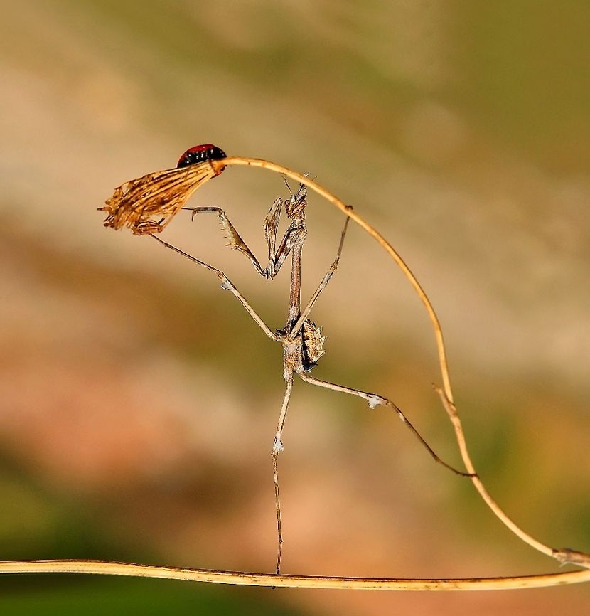 Empusa fasciata + ladybird Conehead Mantis in an acrobatic act. Empusa fasciata,Insects,Mantis