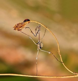Empusa fasciata + ladybird Conehead Mantis in an acrobatic act. Empusa fasciata,Insects,Mantis