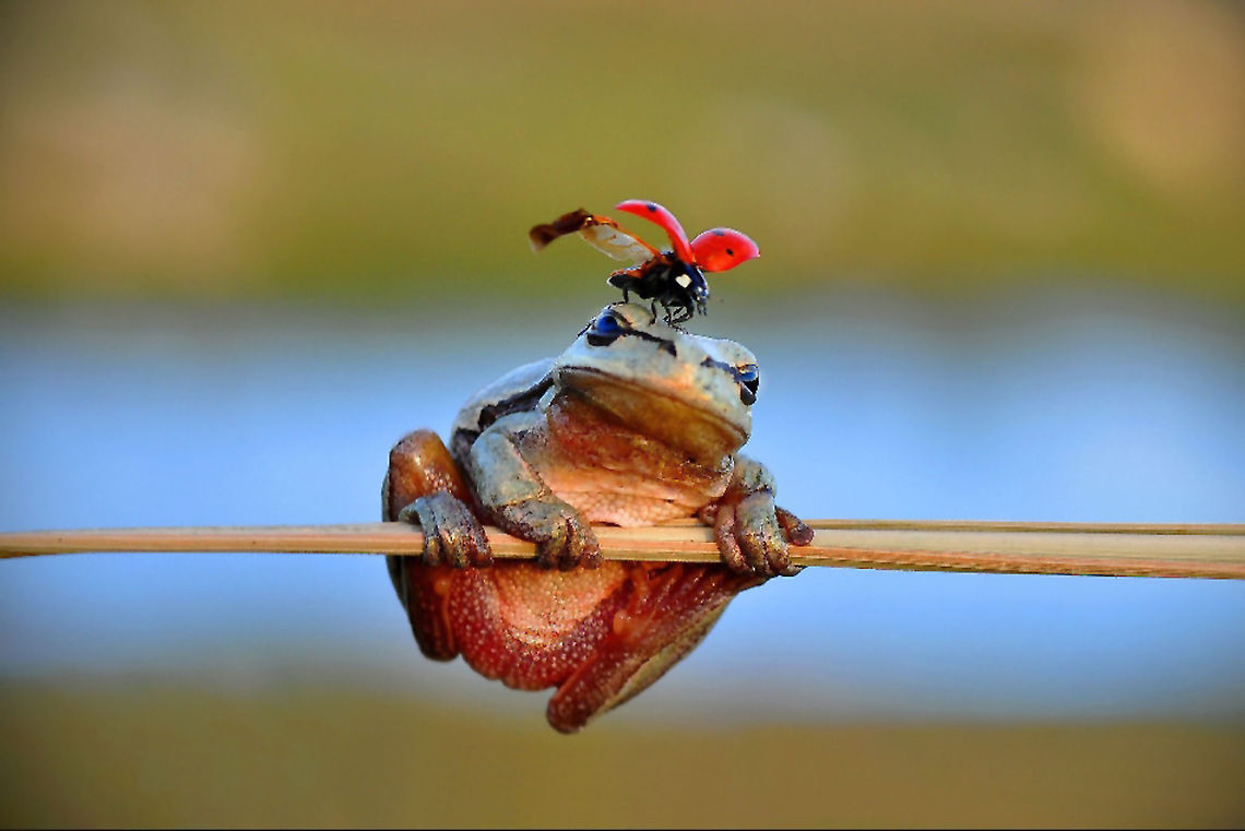 Hyla arborea + Coccinellidae European Tree Frog (Hylea arborea) + Coccinellidae European Tree frog,European tree frog,Hyla arborea,hyla arborea