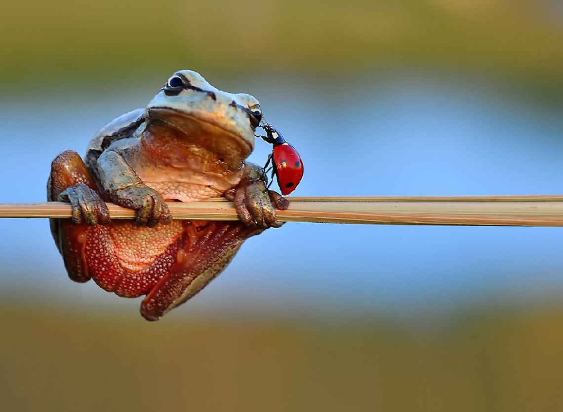 Hyla arborea + Coccinellidae-2 Hello, this photo Naturally, the was taken<br />
is not Manipulation  European tree frog,Hyla arborea
