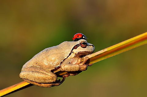ladybug hat on frog ladybug hat on frog Coccinella,Coccinella septempunctata,Coccinellidae,Coleoptera,Seven-spot ladybird