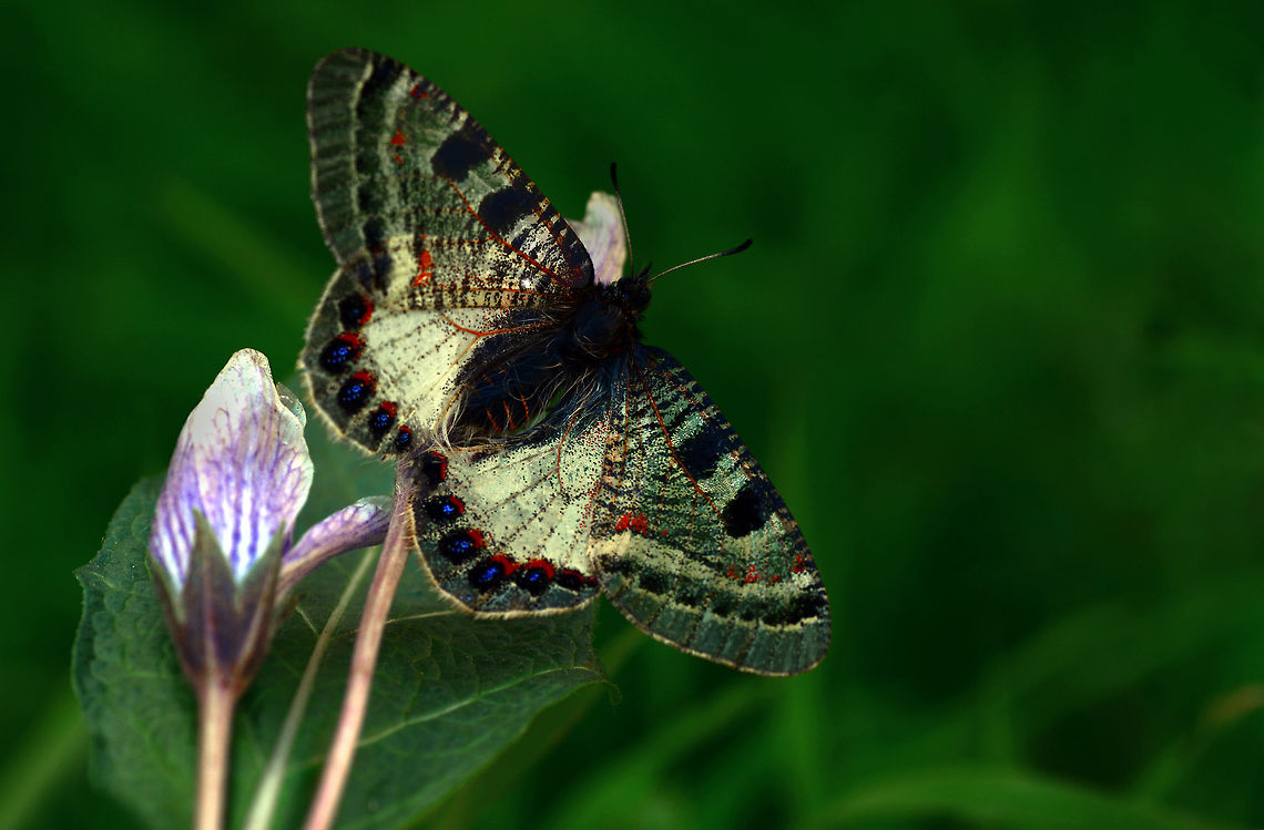 Archon apollinus  Archon apollinus,False Apollo