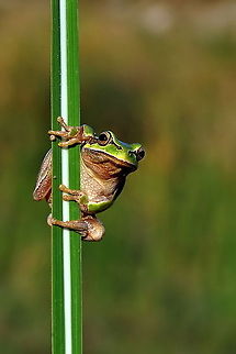 Hyla arborea Hyla arborea Amphibians,European tree frog,Hyla arborea