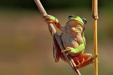 BABYFACE Hyla arborea Amphibians,European tree frog,Hyla arborea,hyla arborea