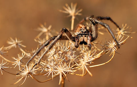 Spider macro Spider macro Macro,Spider