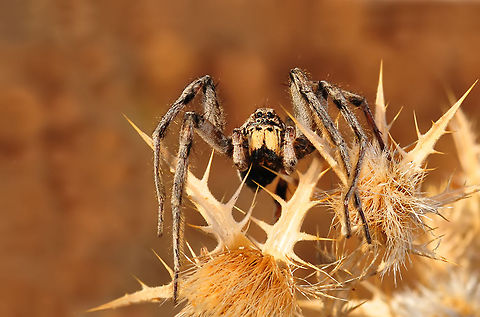 Spider macro Spider macro Macro,Spider