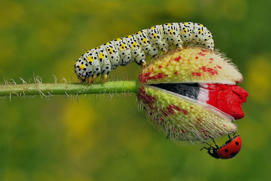DSC_8748-büyük  Cucullia verbasci,Mullein moth