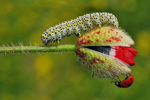 DSC_8748-b&uuml;y&uuml;k  Cucullia verbasci,Mullein moth