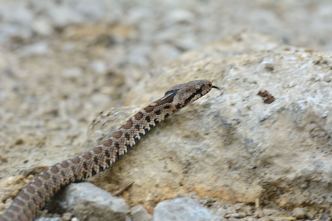 Snake  snake