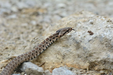 Snake  snake