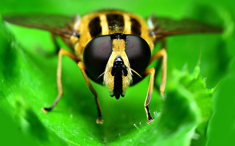Big eyes  Diptera,Syrphidae