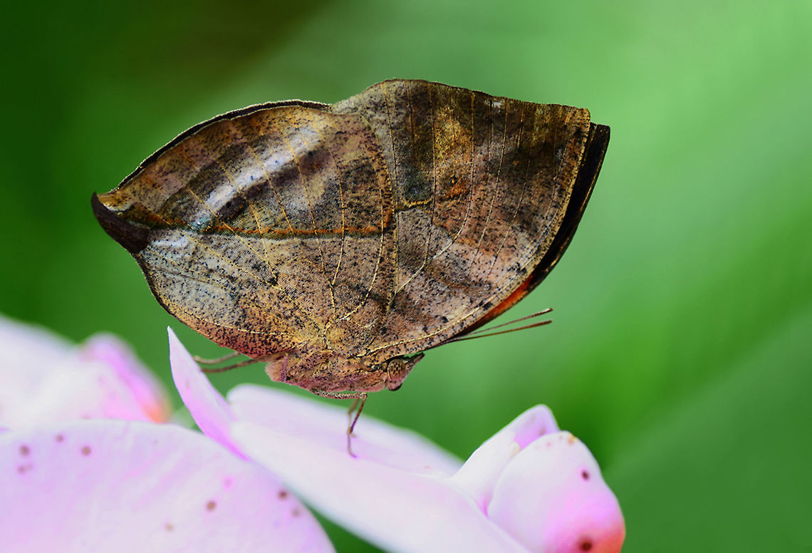 Kallima-paralekta--büyük