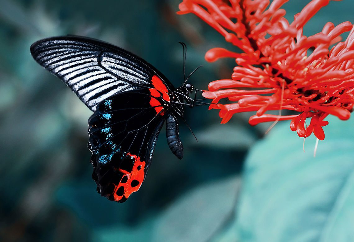 Great-Mormon-(Papilio-memnon)--b&uuml;y&uuml;k3  Great Mormon,Papilio memnon