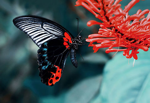 Great-Mormon-(Papilio-memnon)--büyük3  Great Mormon,Papilio memnon