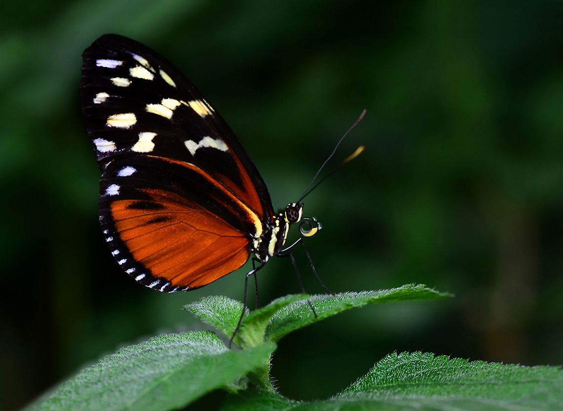 Heliconius-hecale-zuleika---büyük-çalış  Heliconius hecale,Tiger Longwing