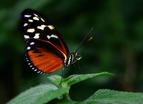 Heliconius-hecale-zuleika---büyük-çalış  Heliconius hecale,Tiger Longwing