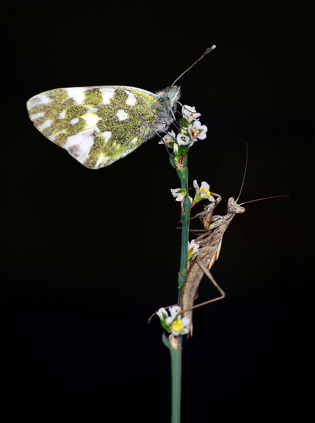 Bath white and mantis  Bath White,Pontia daplidice