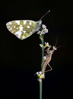 Bath white and mantis  Bath White,Pontia daplidice