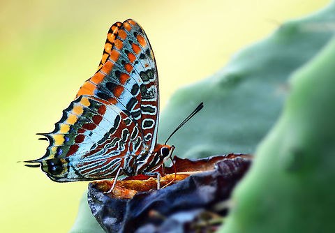 Two-tailed Pasha  Charaxes jasius,Two-tailed Pasha