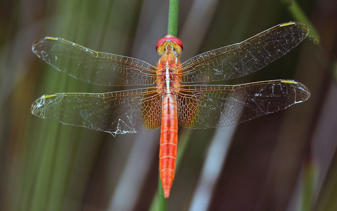 Red dragonfly  Crocothemis erythraea,Scarlet Darter