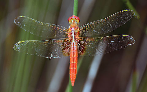 Red dragonfly  Crocothemis erythraea,Scarlet Darter