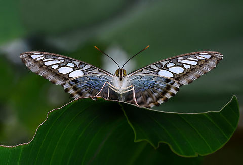 Clipper butterfly  Clipper,Parthenos sylvia