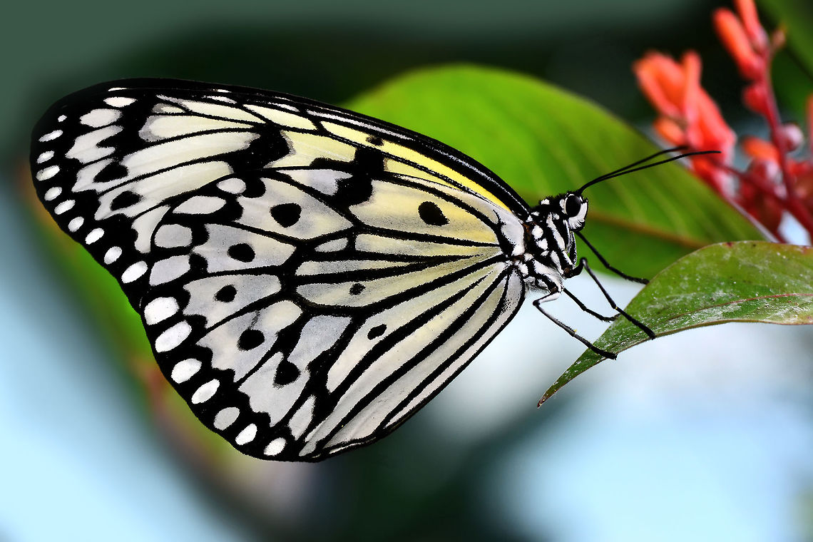 Paper kite  Idea leuconoe,Paper Kite