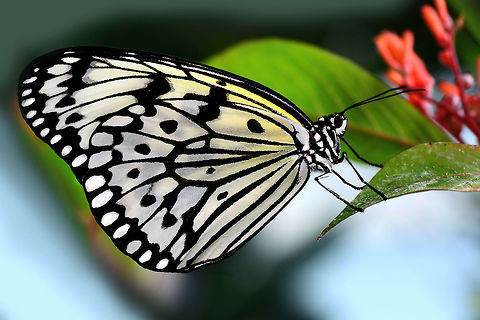 Paper kite  Idea leuconoe,Paper Kite