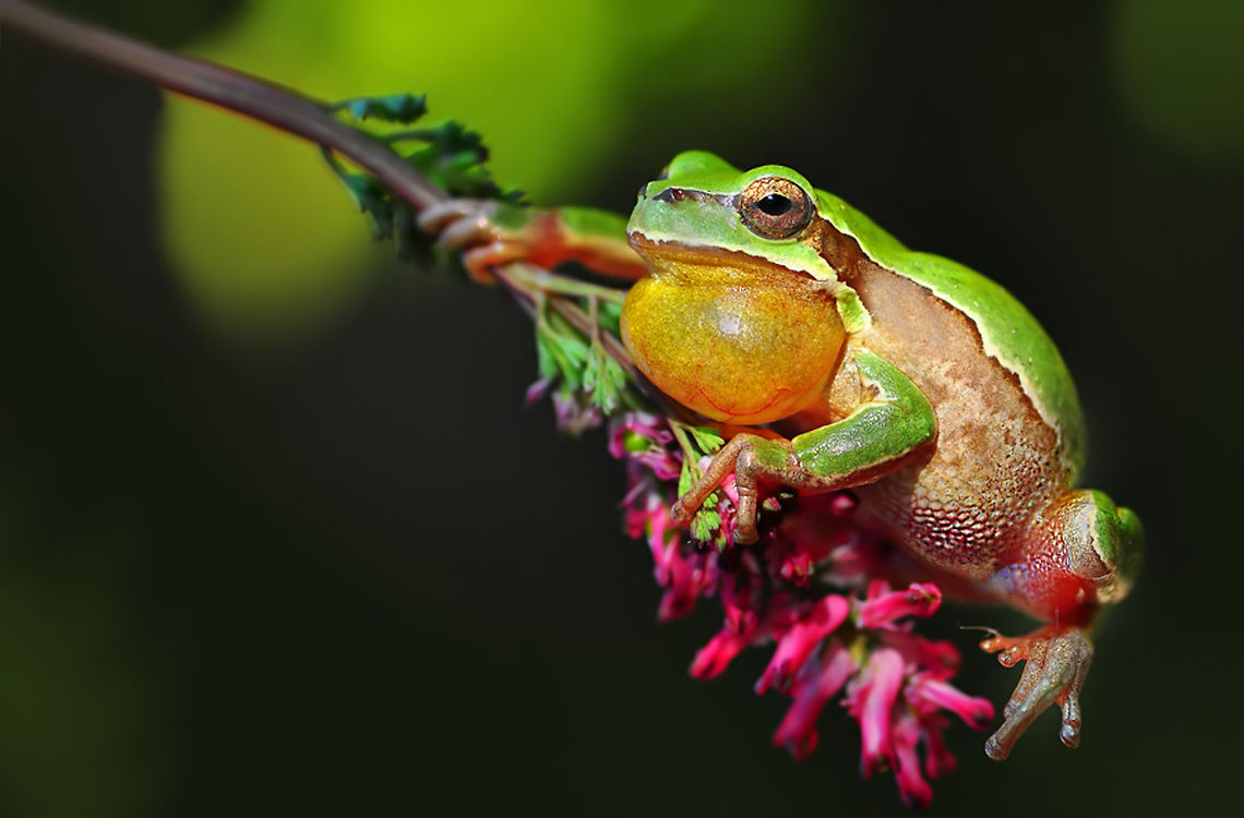 European Tree Frog  European tree frog,Geotagged,Hyla arborea,Turkey