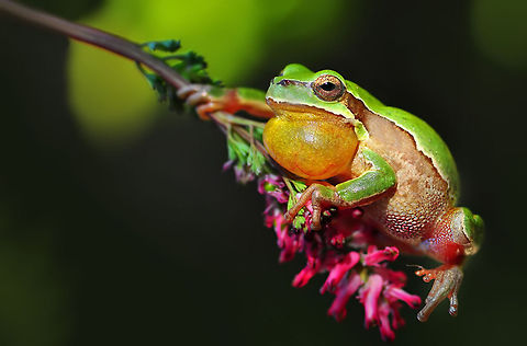 European Tree Frog  European tree frog,Geotagged,Hyla arborea,Turkey