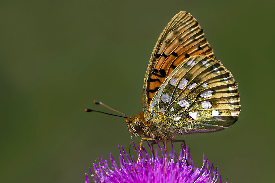 Argynnis_aglaja-büyük  Argynnis aglaja,Dark Green Fritillary