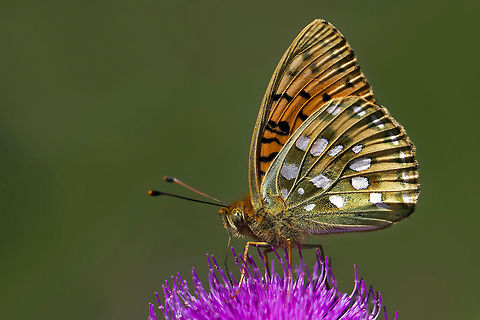 Argynnis_aglaja-büyük  Argynnis aglaja,Dark Green Fritillary
