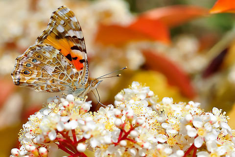 ÇALIŞ_JPEG_(444)-2  Painted Lady,Vanessa cardui