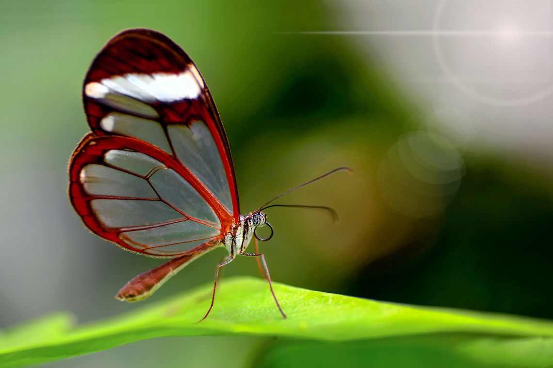 Glasswinged butterfly  Glasswinged butterfly,Greta oto