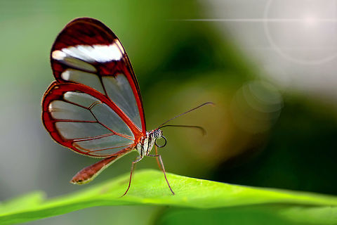 Glasswinged butterfly  Glasswinged butterfly,Greta oto
