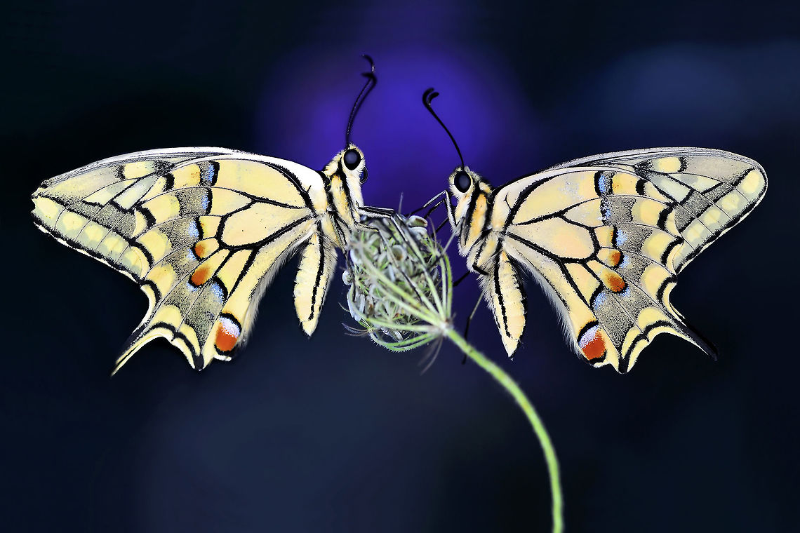 ÇALIŞ_JPEG_(359)  Old World swallowtail,Papilio machaon