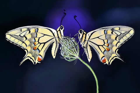 &Ccedil;ALIŞ_JPEG_(359)  Old World swallowtail,Papilio machaon