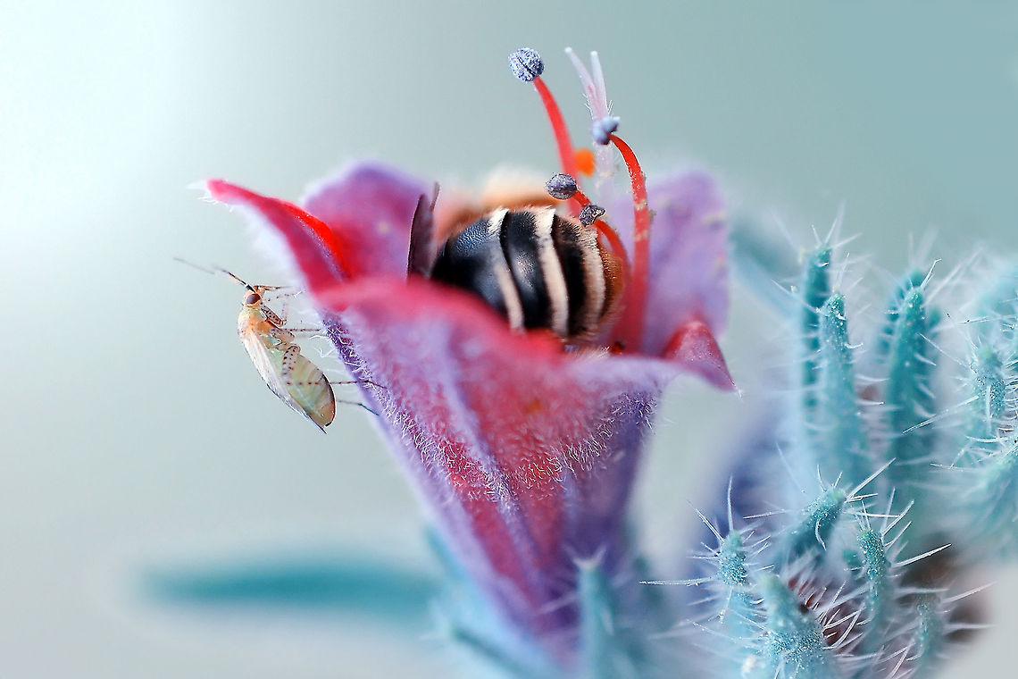 ÇALIŞ_JPEG_(884)-2 Echium sp.