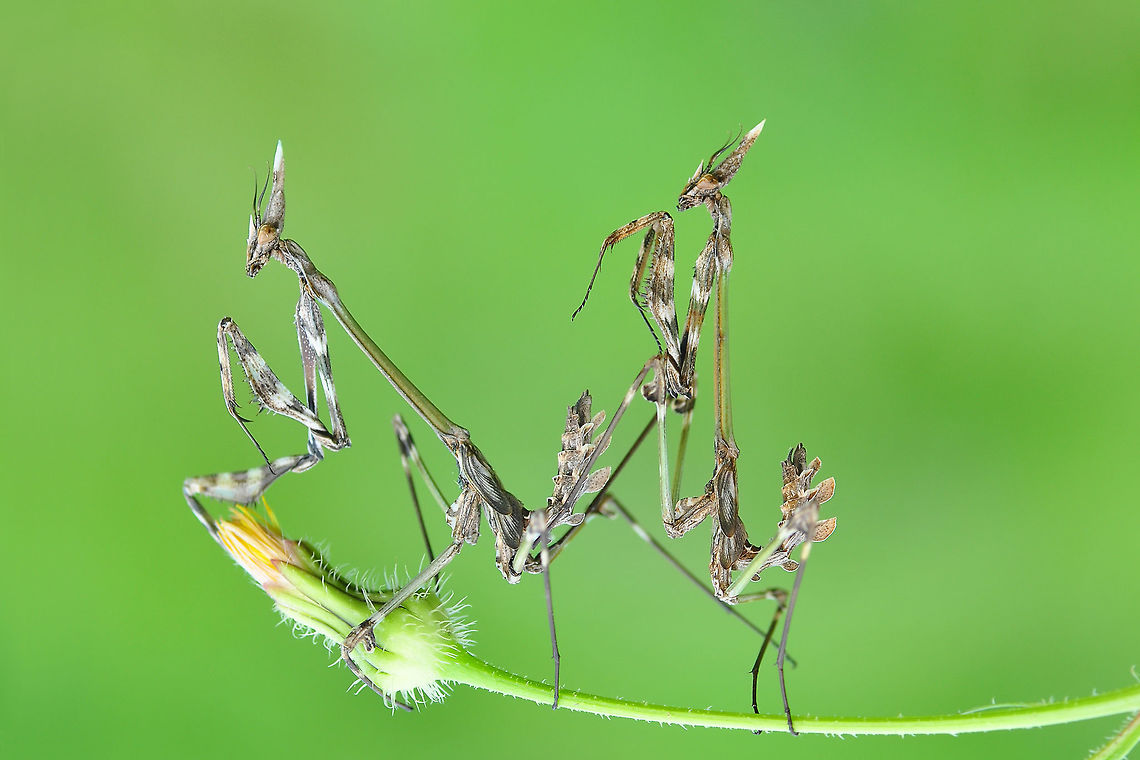 ÇALIŞ_JPEG_(897)-2  Empusa fasciata