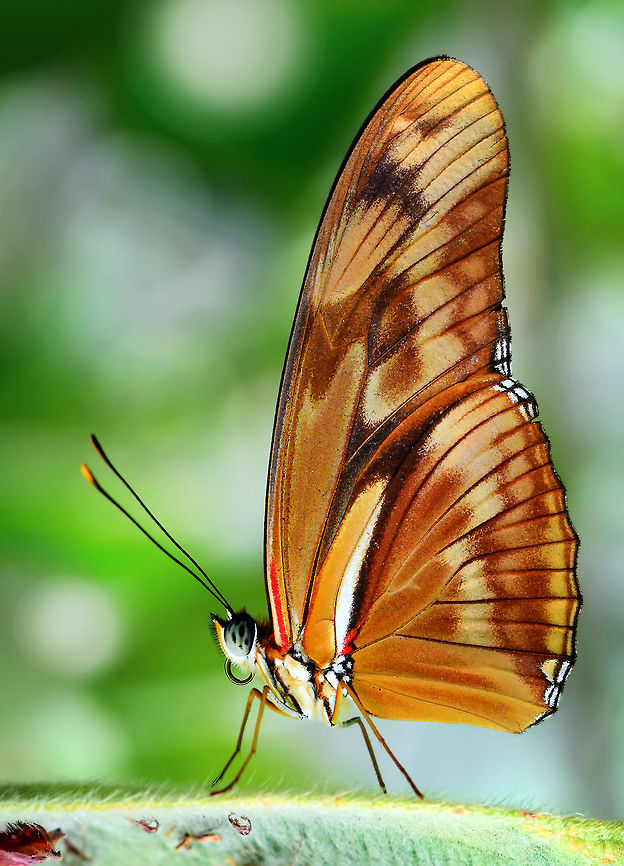 Dryas_Julia_-_2_  Dryas iulia,Julia Heliconian Butterfly
