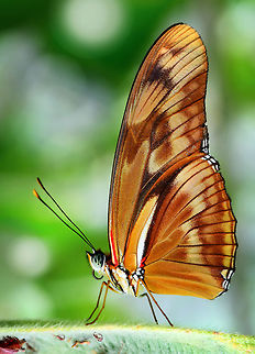 Dryas_Julia_-_2_  Dryas iulia,Julia Heliconian Butterfly