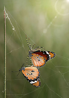 DSC_3571-2  African Monarch,Danaus chrysippus